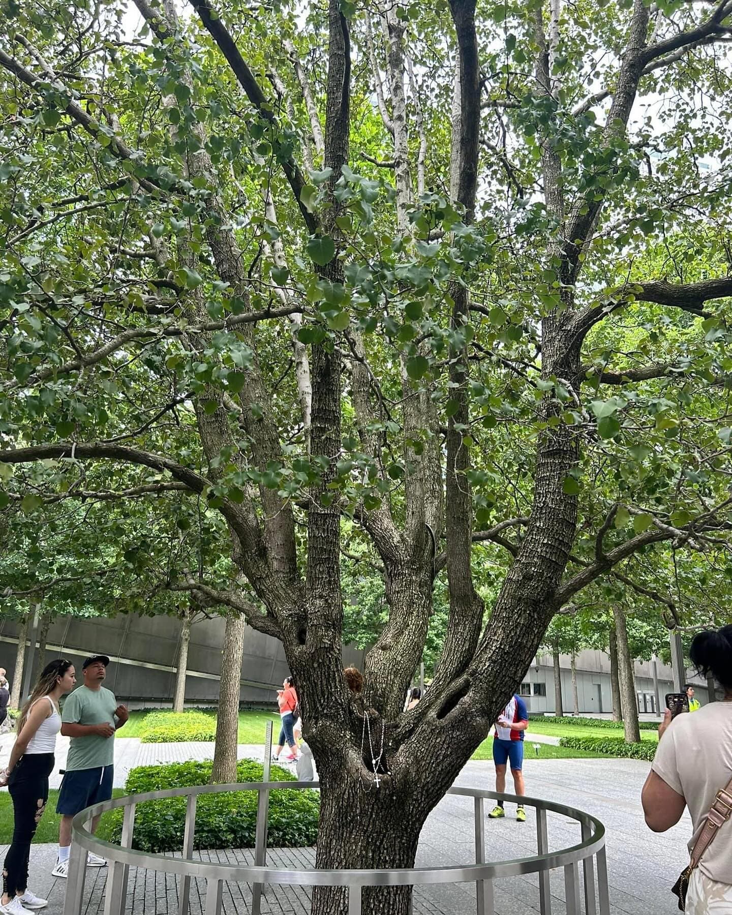 9/11 'Survivor Tree' Returns to Ground Zero